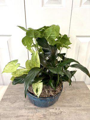 Ceramic Dish Garden 8 Inch from Aladdin's Floral in Idaho Falls